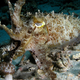 A beautifully camouflaged cuttlefish in Komodo National Park. (Image: Nick Hobgood/Wikimedia Commons)